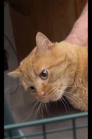 El increíble doctor Pol: Los tres cerditos