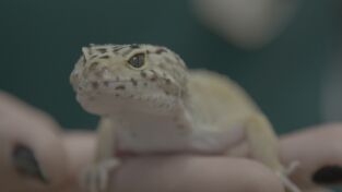 Critter fixers: Veterinarios rurales: Lagartijas saltarinas