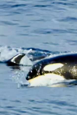 Pesca radical: Nada excepto mamíferos