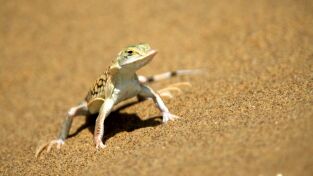 Los depredadores más letales de África: Asesinos en el desierto