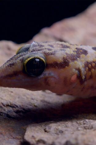 Horizontes salvajes de África