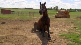El increíble doctor Pol: Las desgracias nunca vienen solas