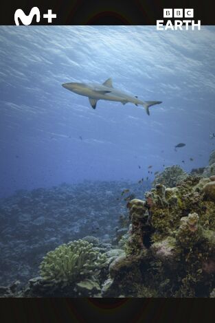 La hora de la naturaleza: Despertar