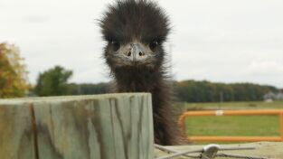 La increíble granja del Dr. Pol: Noticias bovinas