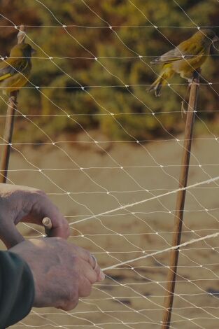 Fringílidos en andalucía