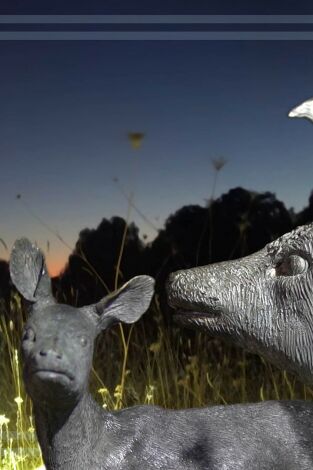 Gestión de corzas en tierras burgalesas