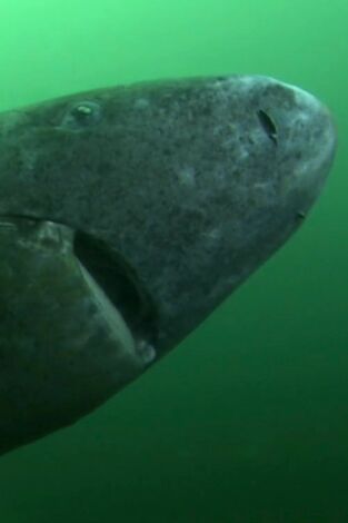 Misterios de la naturaleza: El tiburón de 500 años