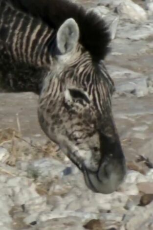 Misterios de la naturaleza: La cebra sin manchas