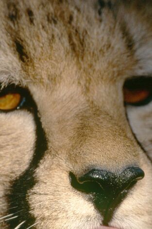 Misterios de la naturaleza: El guepardo caliente