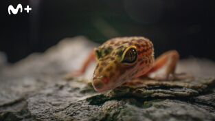 China Salvaje: Cantón: Montañas