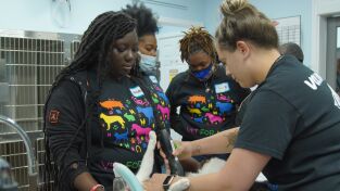 Critter fixers: Veterinarios rurales: Cálculos vesicales a tutiplén