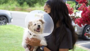 Critter fixers: Veterinarios rurales: Una ayuda para Hammy