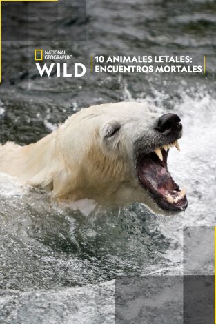 10 animales letales: encuentros mortales: 10 animales letales: encuentros mortales
