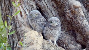 Mediterráneo salvaje: El corazón