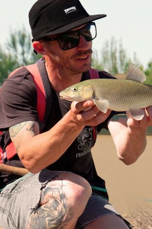 Barbos de canal a mosca