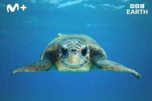 Animales con cámaras: Océanos