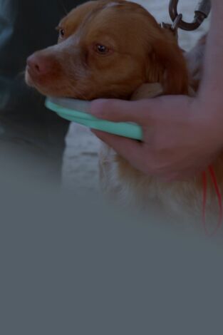 Seprona en acción: Episodio 1