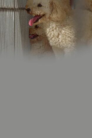 Seprona en acción: Episodio 4