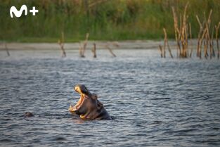 Hipopótamos y cocodrilos con Steve Backshall: Hipopótamos con Steve Backshall I