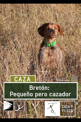 Bretón, pequeño pero cazador