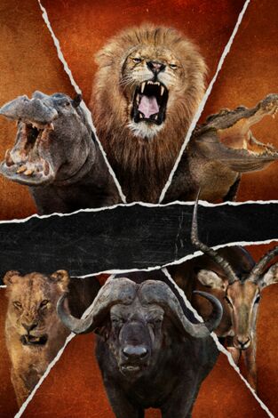 Safari letal: Batallas entre grandes felinos