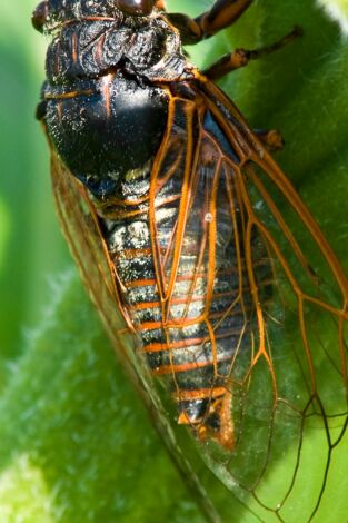 Misterios de la naturaleza: Bicho matemático