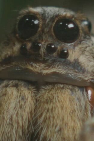 Misterios de la naturaleza: Una araña que brilla