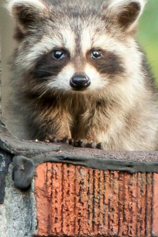 Misterios de la naturaleza: ¡Un mapache trepa 25 pisos!