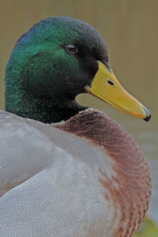 Italia. El último territorio salvaje: Aguas salobres
