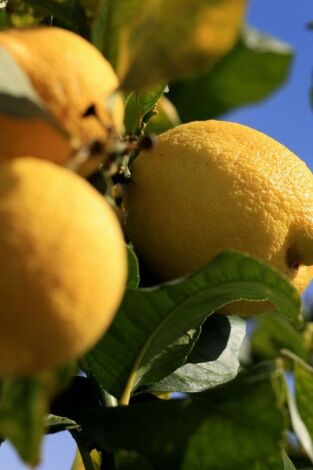 Maestros de los sabores: Los maestros del café