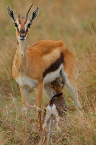 Dehesabana: Dos lugares, una vida salvaje