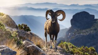 Wild hunting: Iberian Mouflon