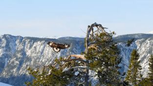 Lugares salvajes de Europa: El poder del invierno