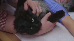 Una veterinaria todoterreno: Bisontes implacables