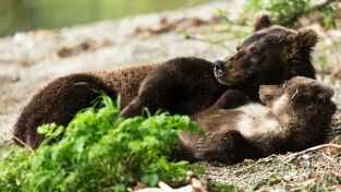 Nuestro planeta (One Strange Rock): Supervivencia