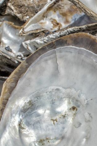 ¿Cómo lo hacen?: Buques Chinamax / Russian Standard / Orejas de mar