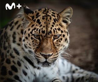 One Zoo Three: Día de verduras