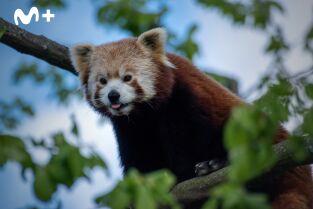 One Zoo Three: Las superestrellas del zoo