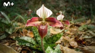 China Salvaje: Cantón: Ciudades