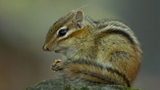 Las maravillas ocultas del invierno: La naturaleza helada de Asia