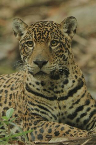 Jaguar: icono de la jungla de Guyana