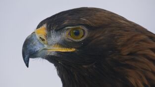 Europa indómita: Un continente - Cinco mundos