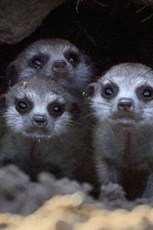 Iconos de la Vida Silvestre: Los Papiones de Awash