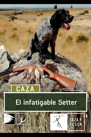 El infatigable Setter