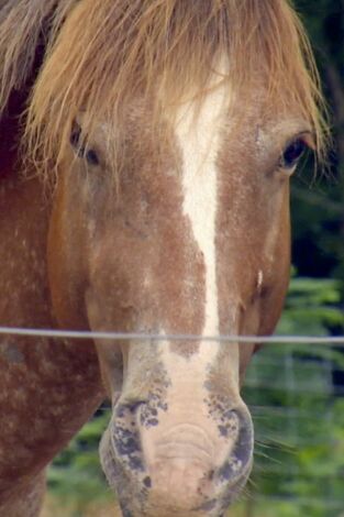 Sobrevivir en lo salvaje: Todos los caballos bonitos