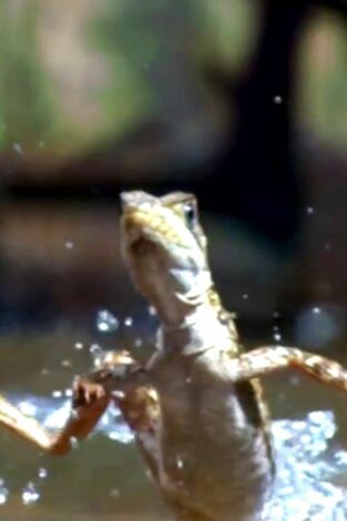 ¿Cómo lo hacen? Mundo animal: Lagartos que levitan y una medusa inmortal