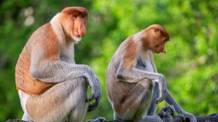 Perdedores y salvajes: Bestias sexys