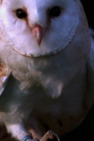 ¿Cómo lo hacen? Mundo animal: Lechuzas supersónicas y pulpos invisibles