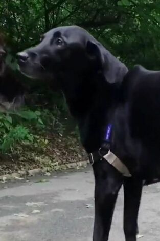 ¿Cómo lo hacen? Mundo animal: Rabos de cachorritos y mandíbulas de cocodrilo