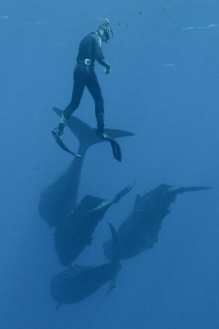 Familia de cachalotes